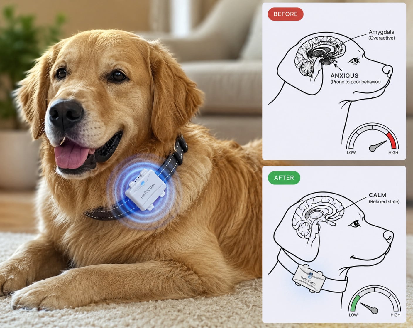 Calm Dog Before and After Infographic
