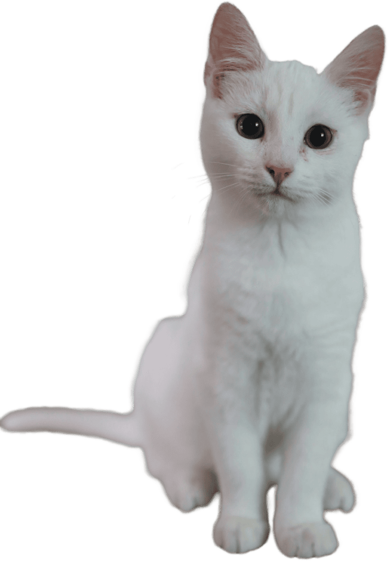 White cat