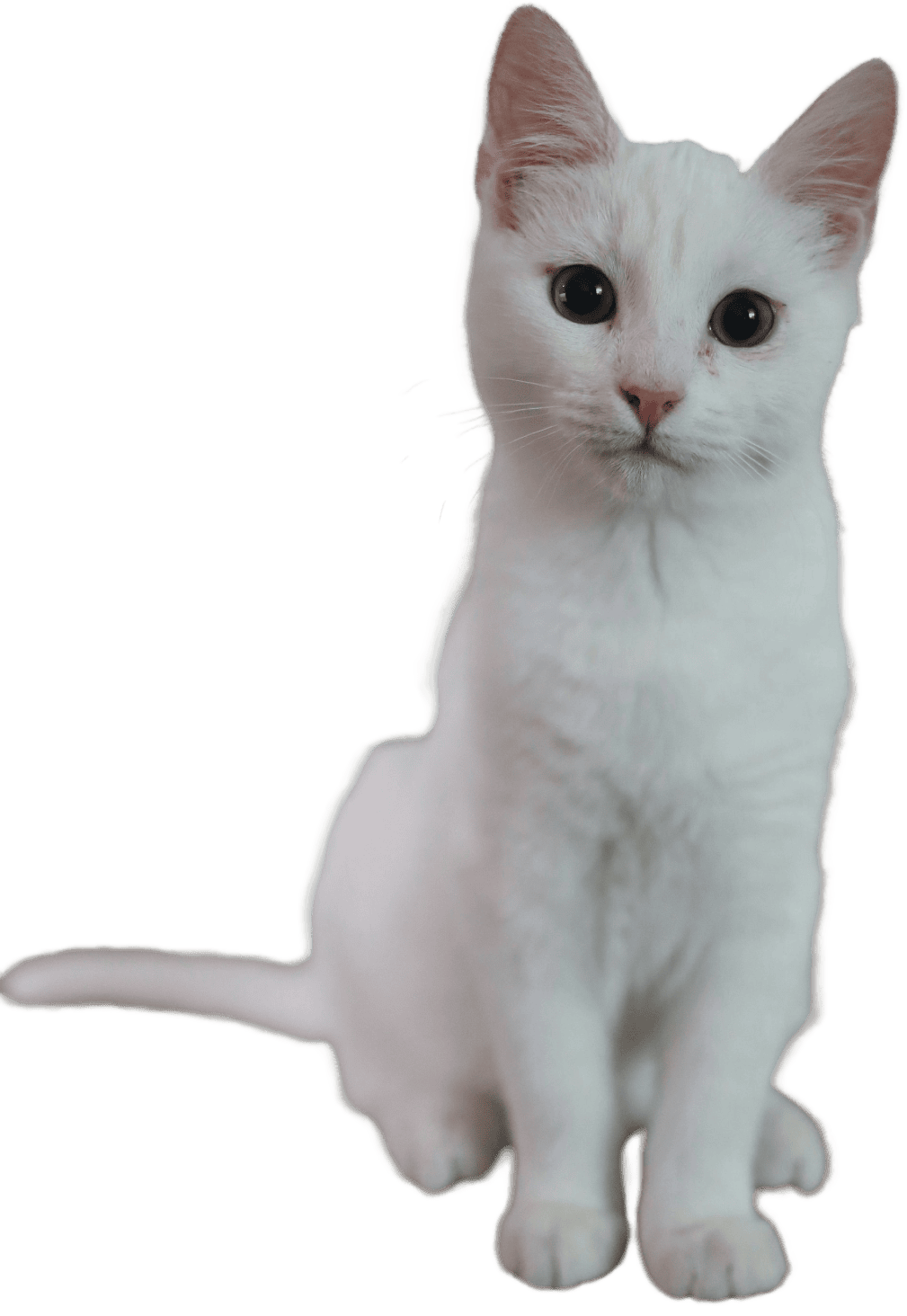 White cat